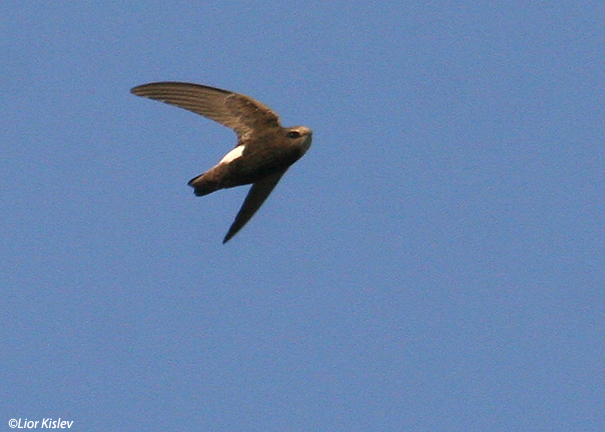  סיס  הגליל  Little Swift Apus affinis                                                  הבטיחה ,פברואר 2007.